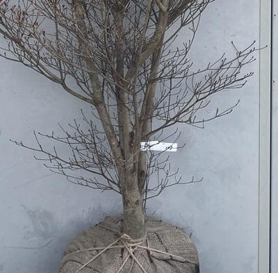 《現品》ドウダンツツジ　樹高1.6ｍ（根鉢含まず）117【灯台躑躅/苗木/植木】