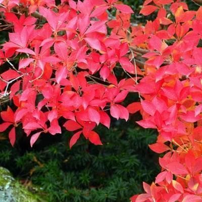 《現品》ドウダンツツジ　樹高1.6ｍ（根鉢含まず）117【灯台躑躅/苗木/植木】