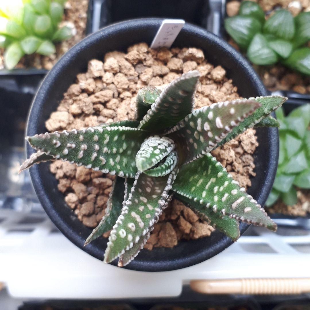 ハオルチア パイプのけむり - メルカリ