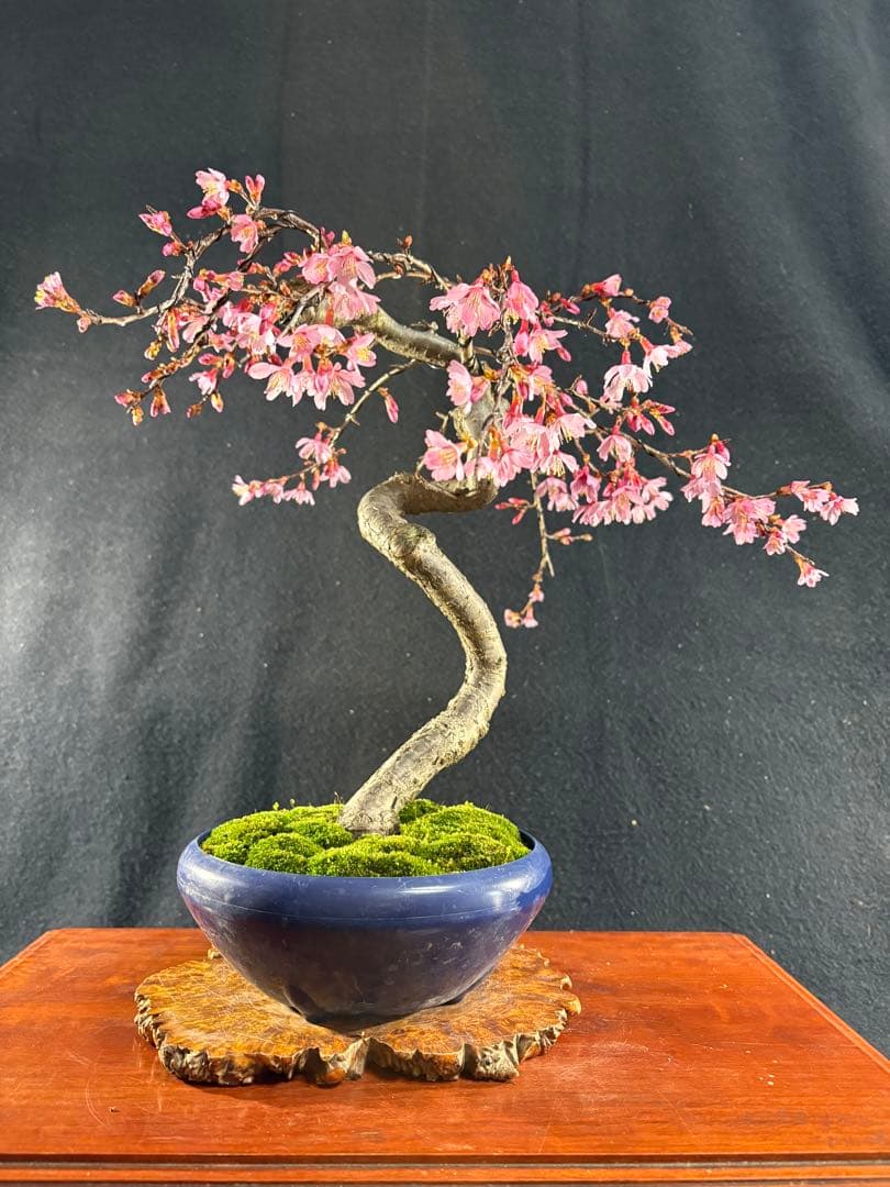 貴風盆栽、オカメ桜、模様木、花、花芽付き やや傷や汚れあり - メルカリ