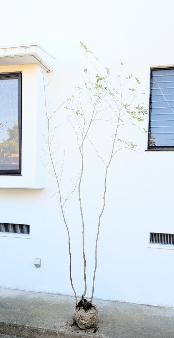 2.5m。山採りアオダモ株。