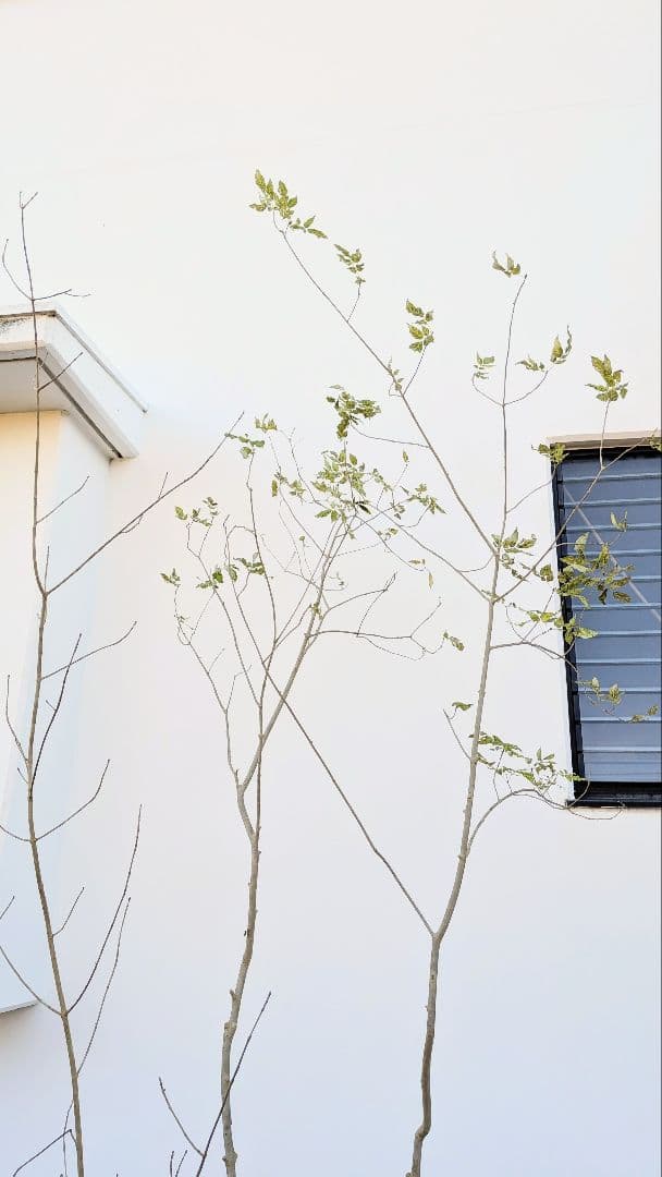 2.5m。山採りアオダモ株。