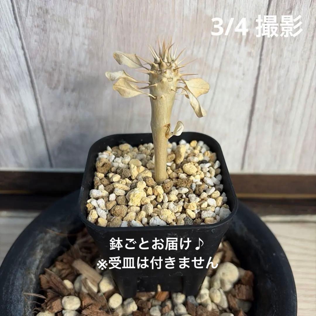 お任せ】ユーフォルビア・ギラウミニアナ【実生】【自家採種】【鉢ごと