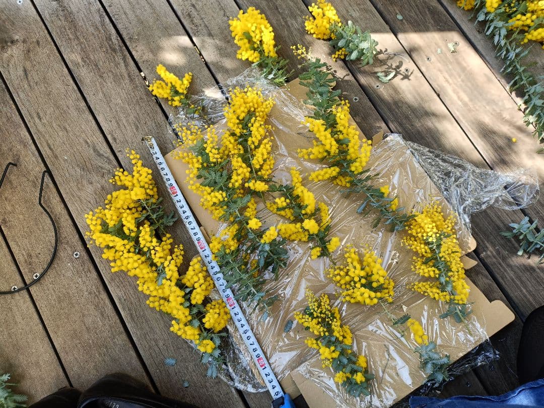 フレッシュミモザ！ネコポス - メルカリ