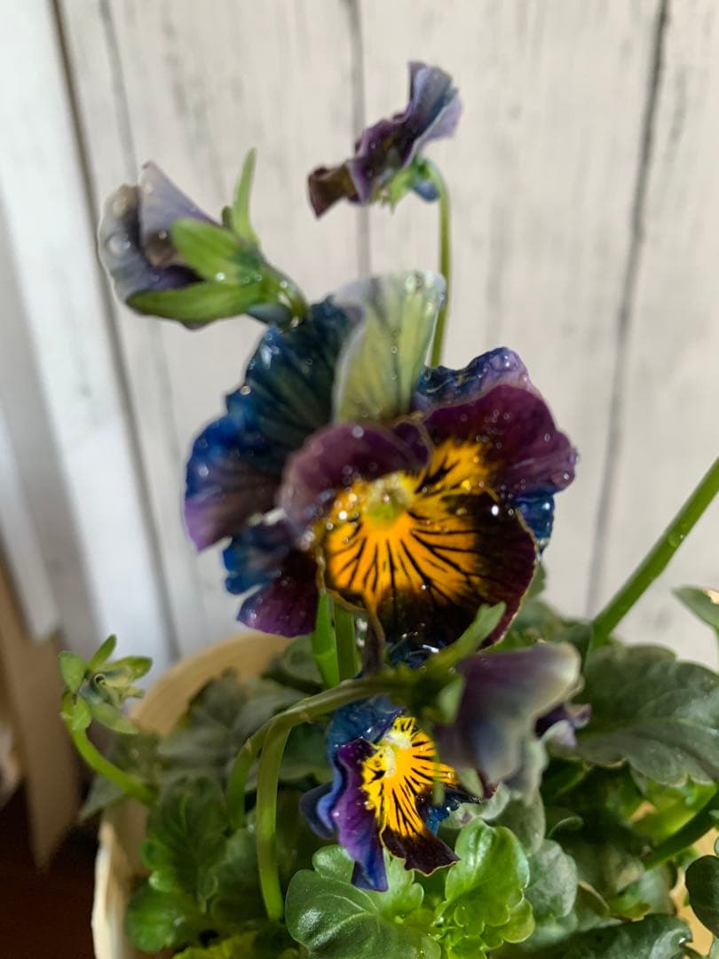 ア*ビ様 フェデネージュ 