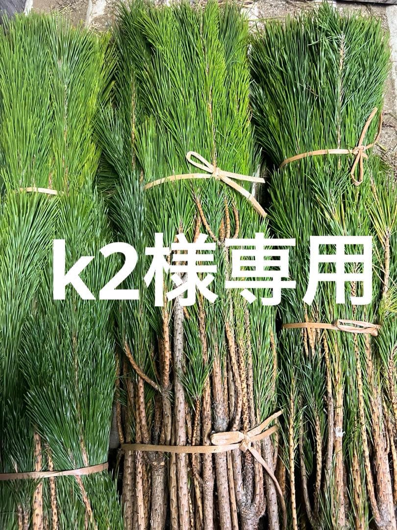 若松、切り枝 生花/即納】◇若松 2等 - 花材通販はなどんやアソシエ