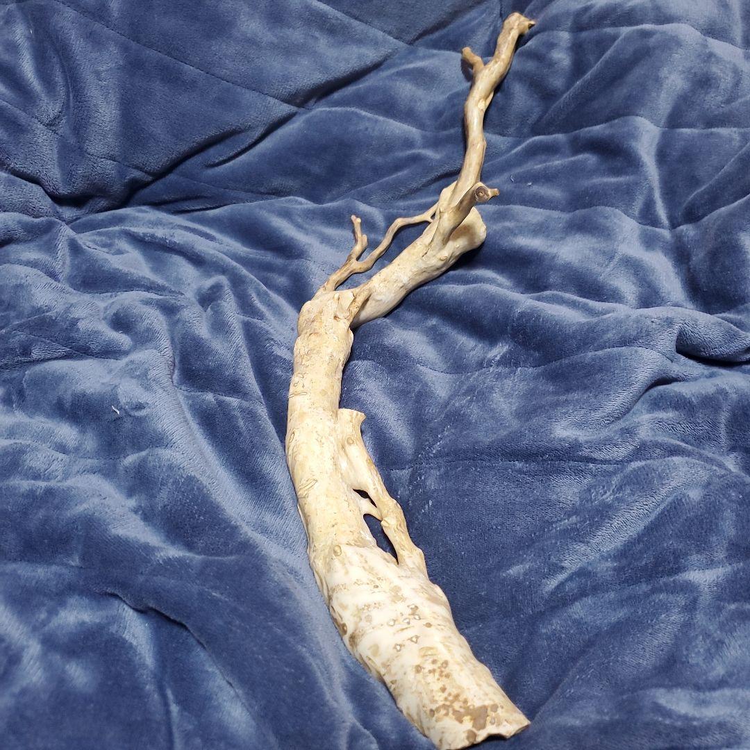 深海松　天然珊瑚　原木 Yahoo!オークション - 【美術品 深海松 原木】畑AB-1 黒珊瑚 総重量2.6