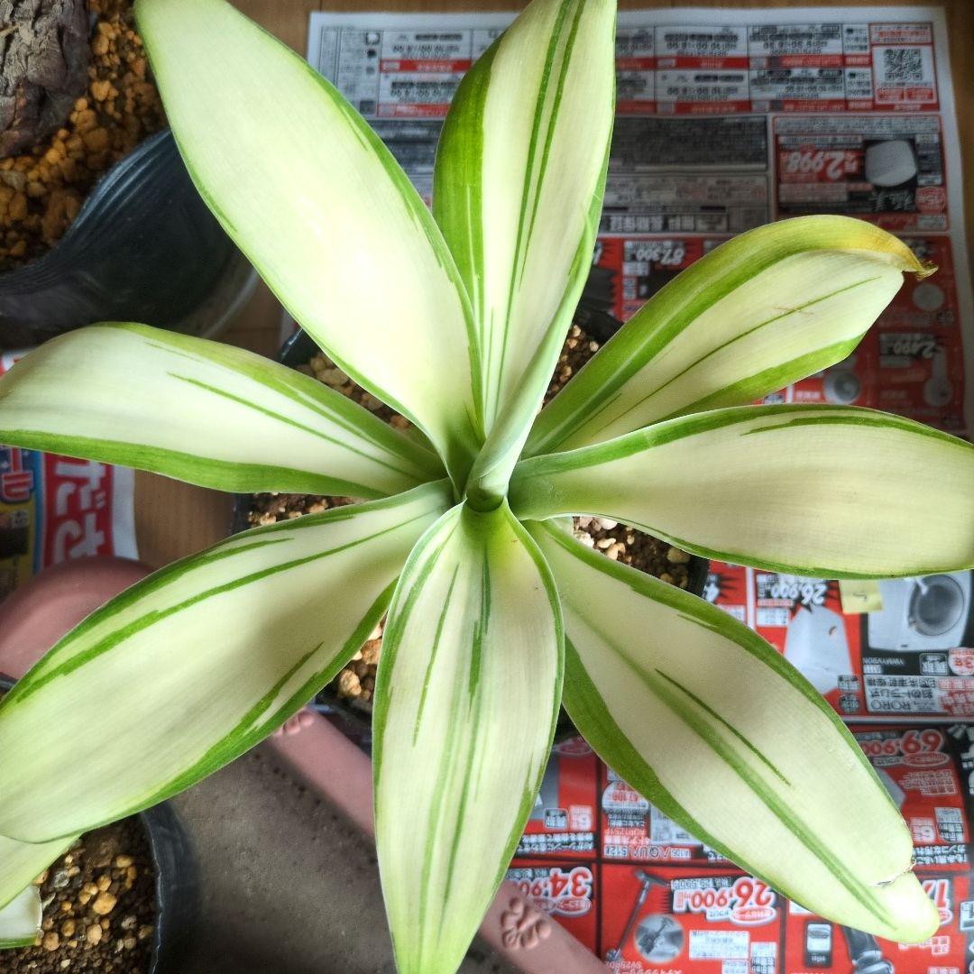 アテナータ 翡翠盤 総柄 極上輸入株 アガベ アテナータ斑入り