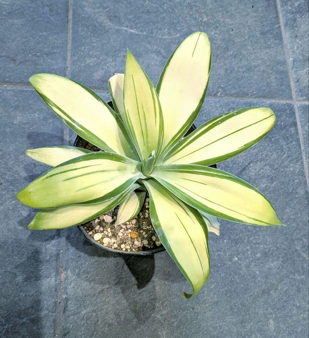 アテナータ 翡翠盤 総柄 極上輸入株 アガベ アテナータ斑入り