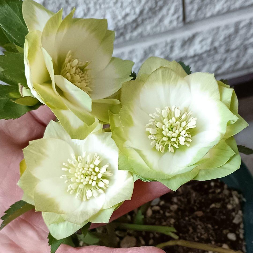 クリスマスローズ dd 利休 花粉 10本 宿根草 苗 鉢 バラ - メルカリ