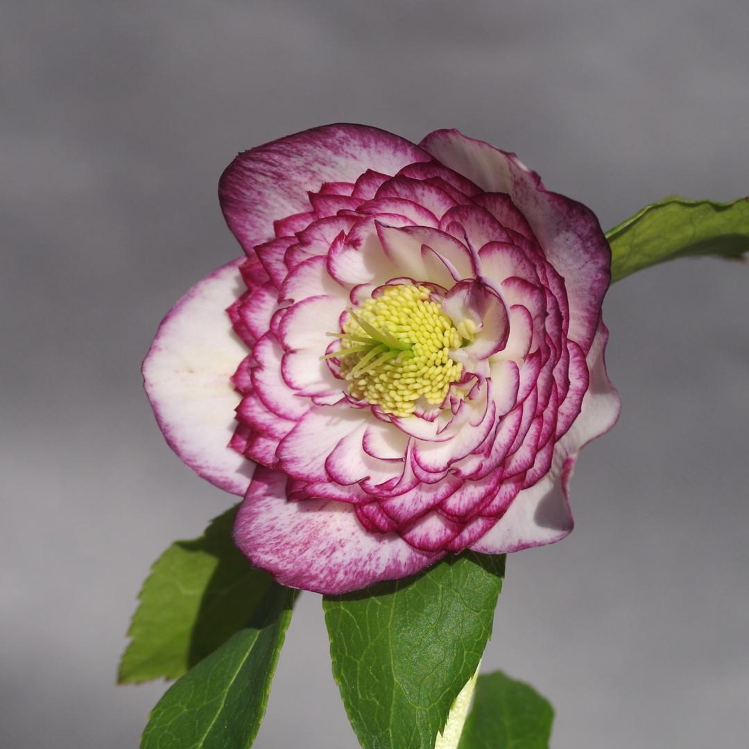 7462 認定！ホワイトアフロディーテ クリスマスローズ開花 加藤農園