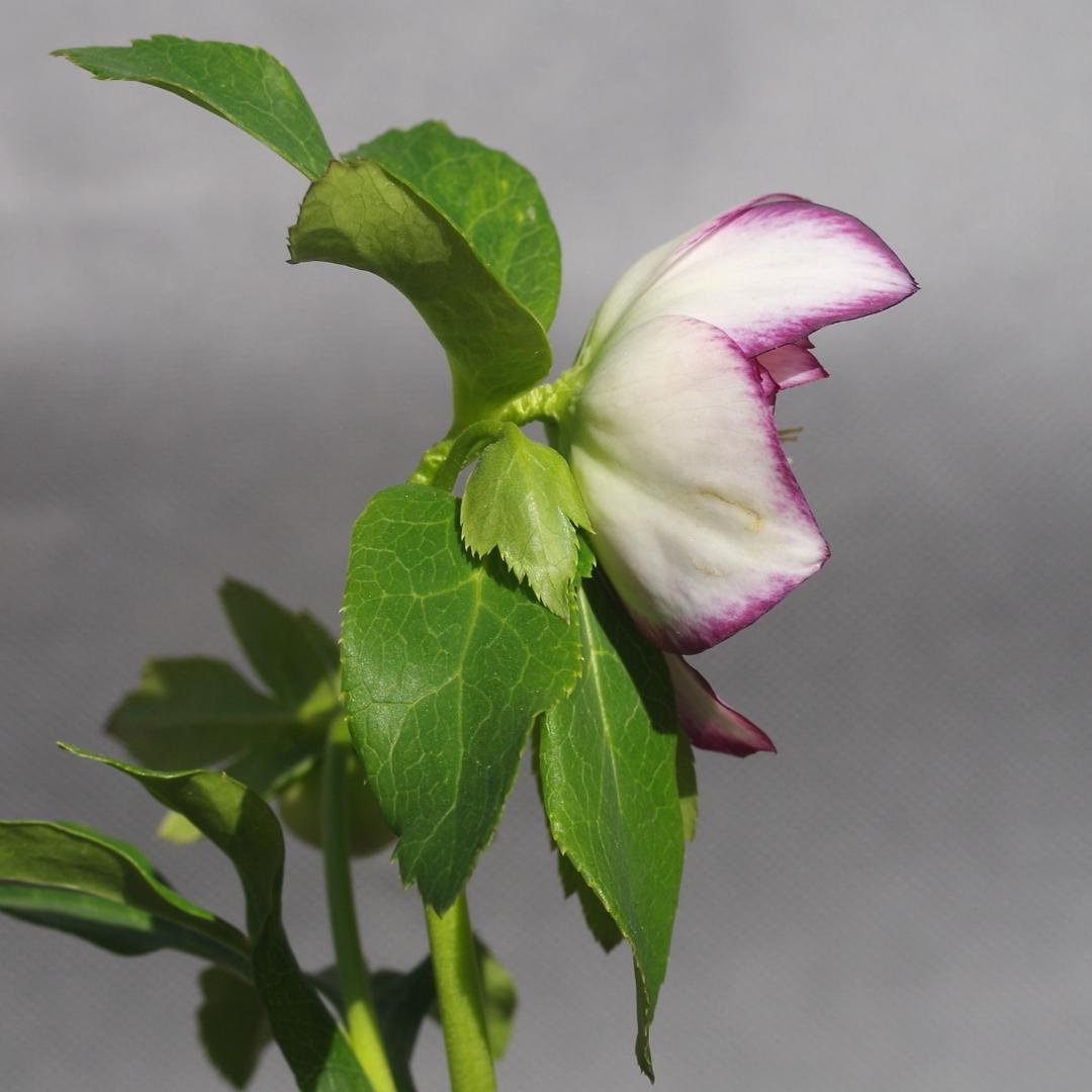 7462 認定！ホワイトアフロディーテ クリスマスローズ開花 加藤農園