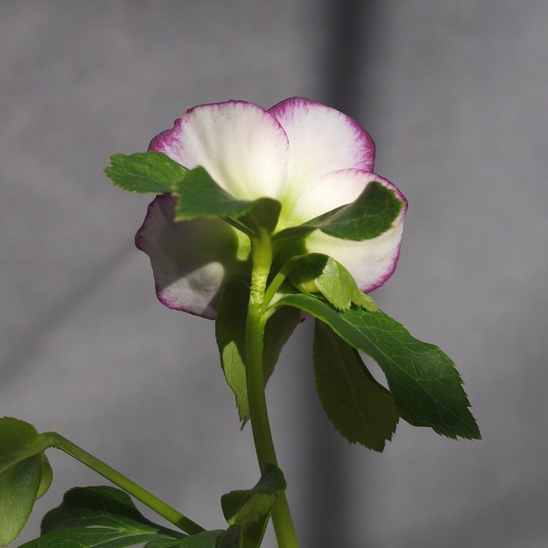 7462 認定！ホワイトアフロディーテ クリスマスローズ開花 加藤農園