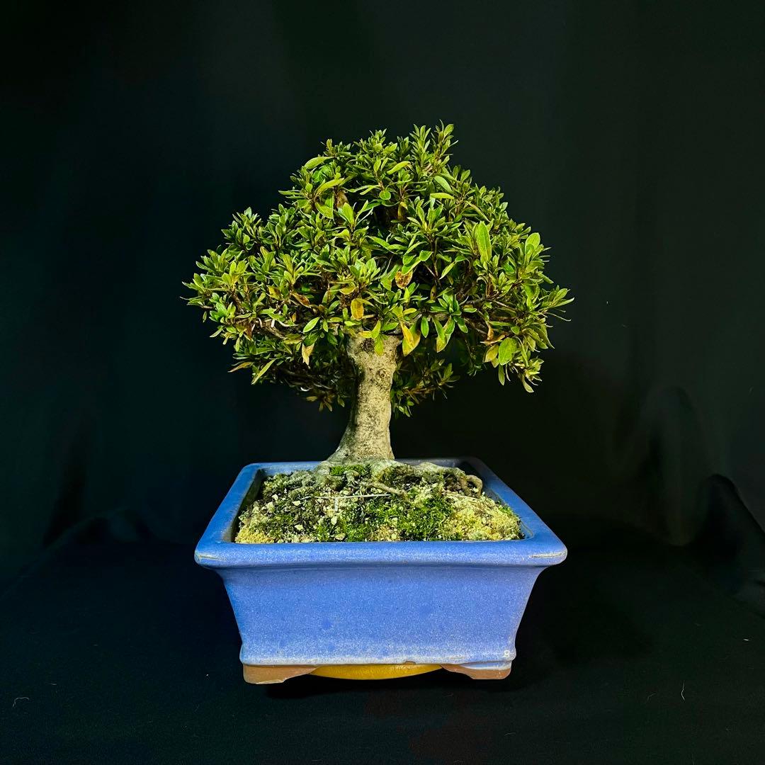 Ysh_sugawara69様専 皐月 日光 樹高22cm