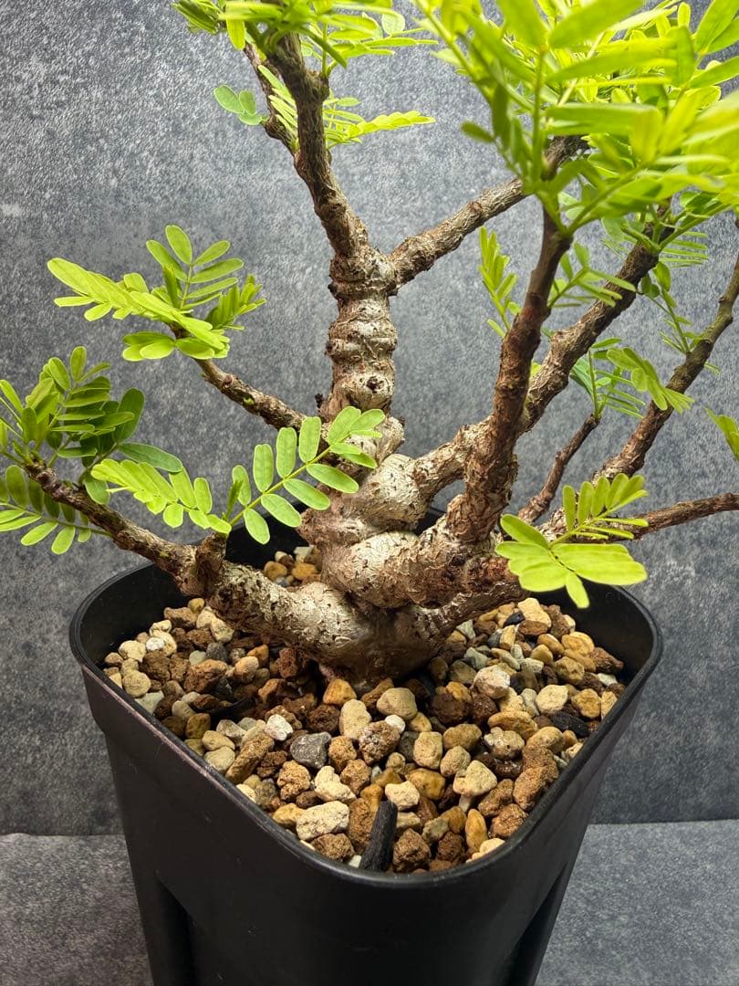 センナ メリディオナリス 海外実生 発根済み N23 - メルカリ