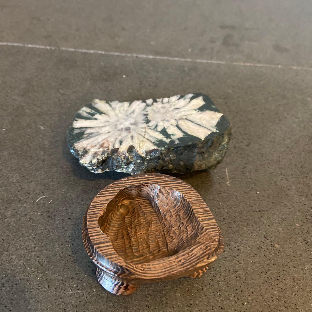 菊花石 ☆ 鑑賞石 菊花石 水石 - メルカリ