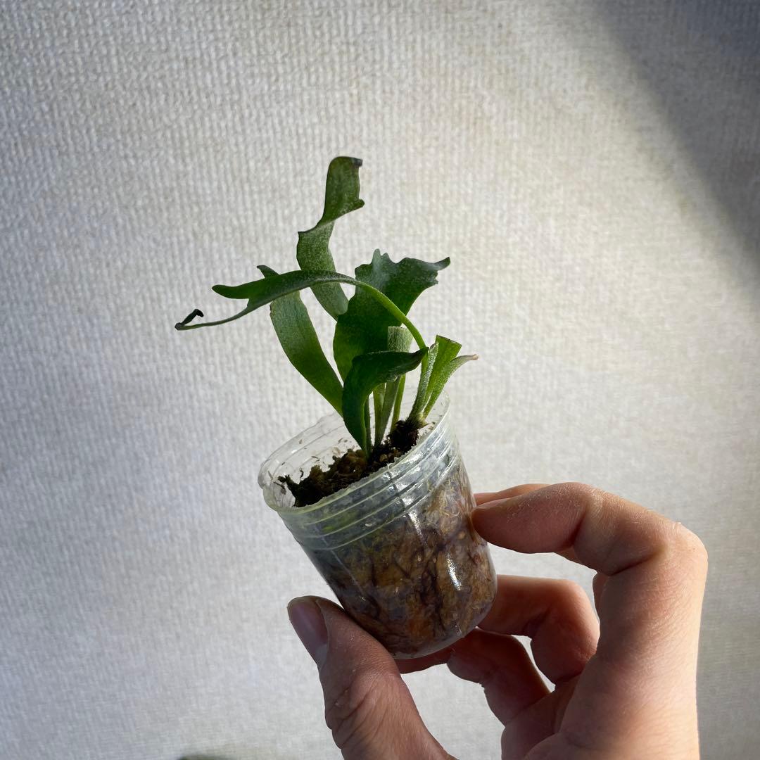 P. Willinckii Spur(TC) - メルカリ