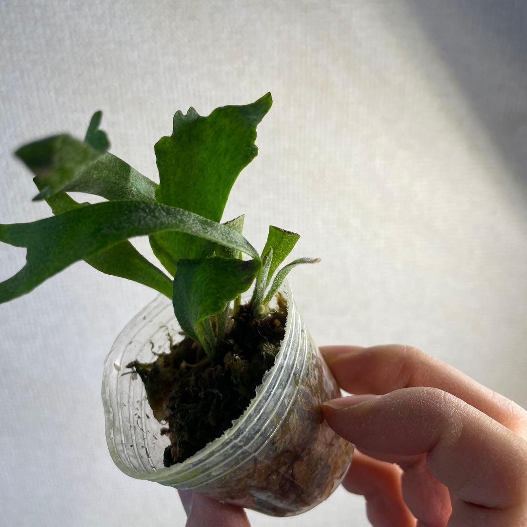 P. Willinckii Spur(TC) - メルカリ