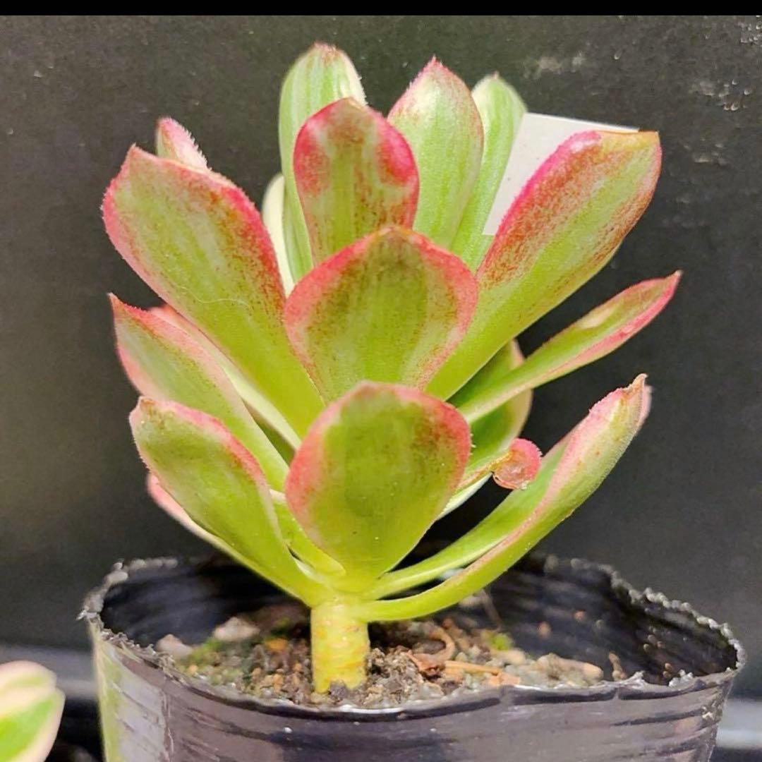 20 #多肉植物アエオニウム錦❤️ 海仙❤️1大頭 9cm拨き苗 - メルカリ