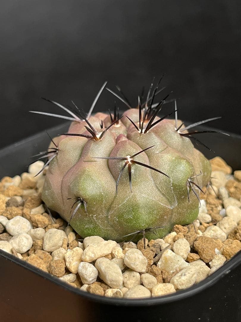 EMP コピアポア （黒王丸×カルデラナ）× 黒王丸 実生 / CT870 - メルカリ