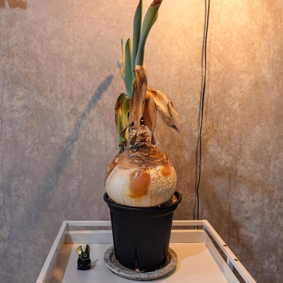 【発根済・XXL】特美尻！！ブーファンハエマンソイデス/鉢ごと発送