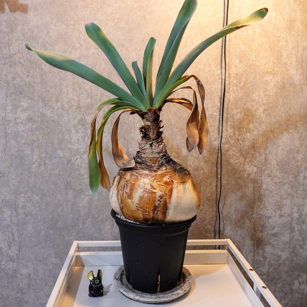 【発根済・XXL】特美尻！！ブーファンハエマンソイデス/鉢ごと発送