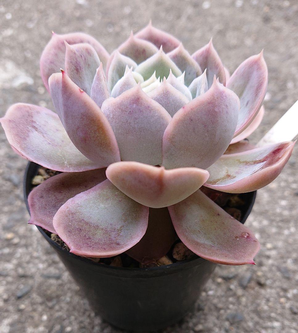 エケベリア はっちさん苗 ライラックムーン×シャビアナペレグリナ 札