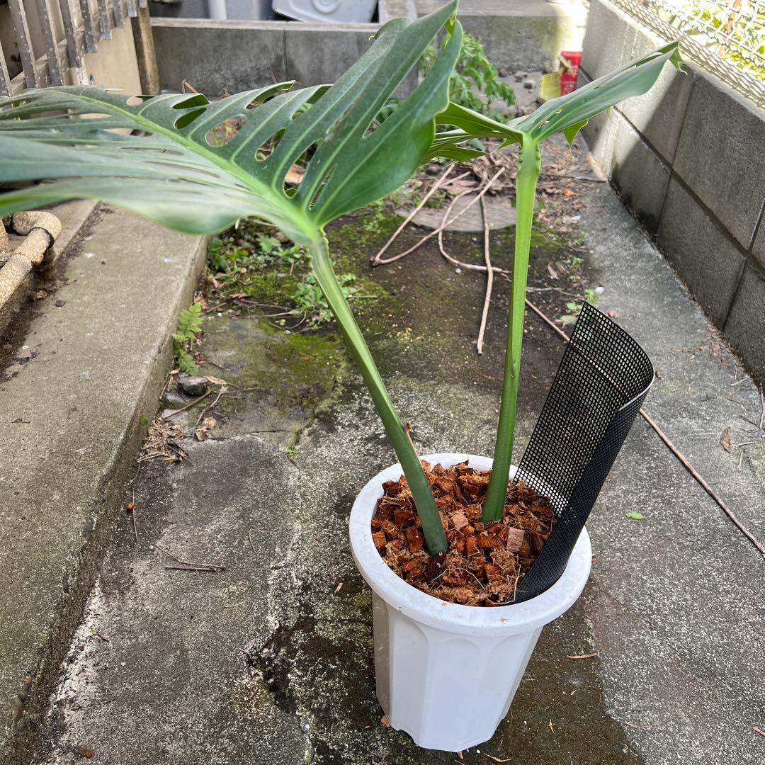 スケルトン】トップカット モンステラ - メルカリ