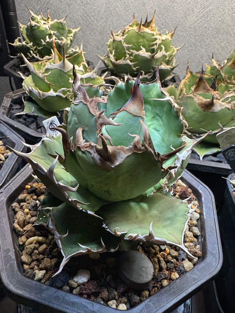 アガベ チタノタ 羽毛 大株 アガベ チタノタ 