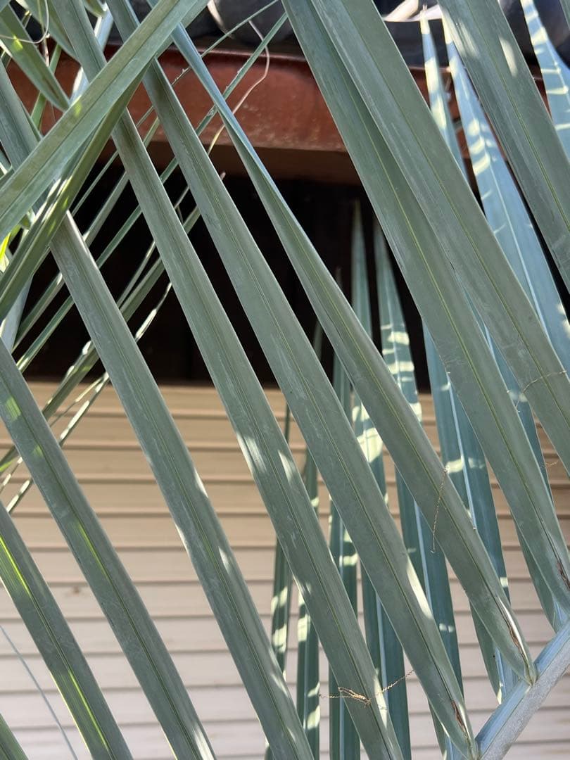 ココスヤシ H2.5m 極上極太シルバーリーフ カルフォルニアスタイル