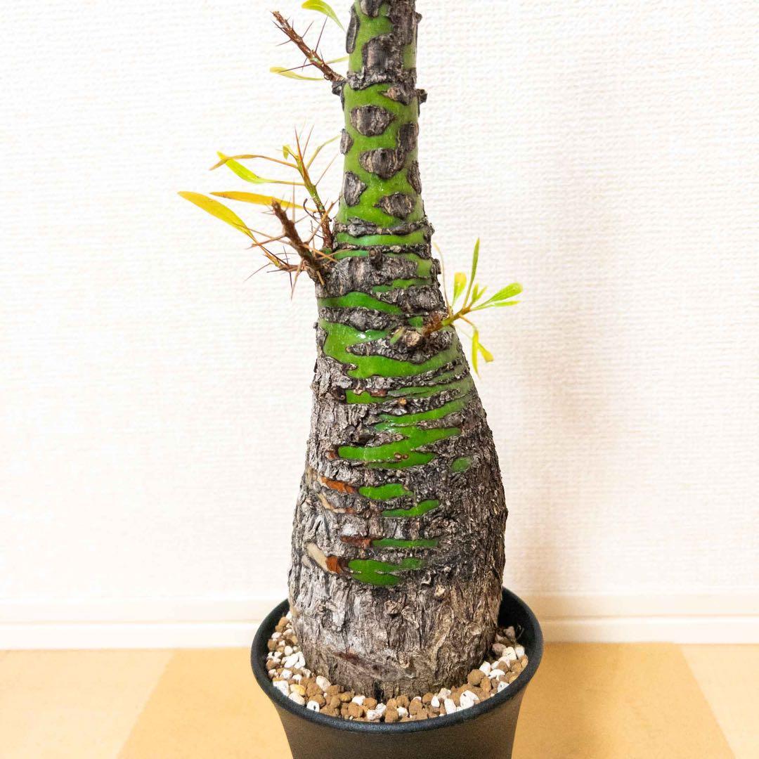 特選株】 フォークイエリア プルプシー 現地球 大サイズ 良個体 - メルカリ