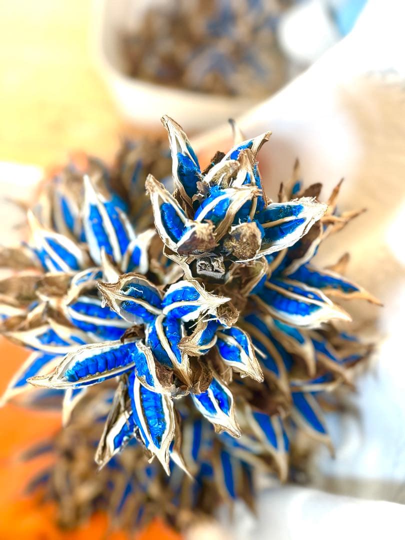 74 旅人の木 11房 逸品 今季物 宮古島産