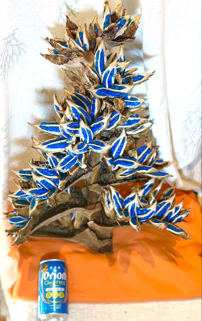 74 旅人の木 11房 逸品 今季物 宮古島産