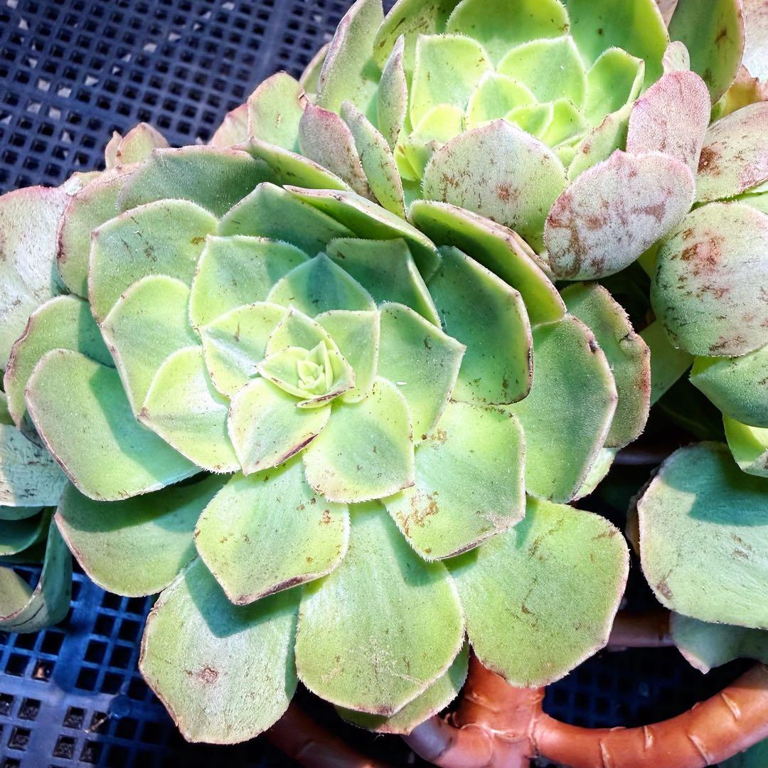 新入荷 アエオニウム ロータスレイン(古株群生) 法師錦 多肉植物 (超大