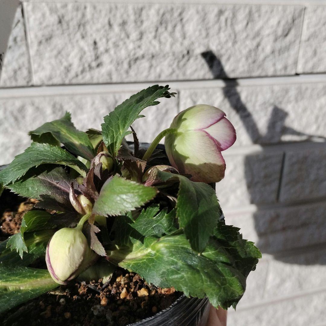 クリスマスローズ sdオキシデンタリス 原種 交配 大木ナーサリー バラ