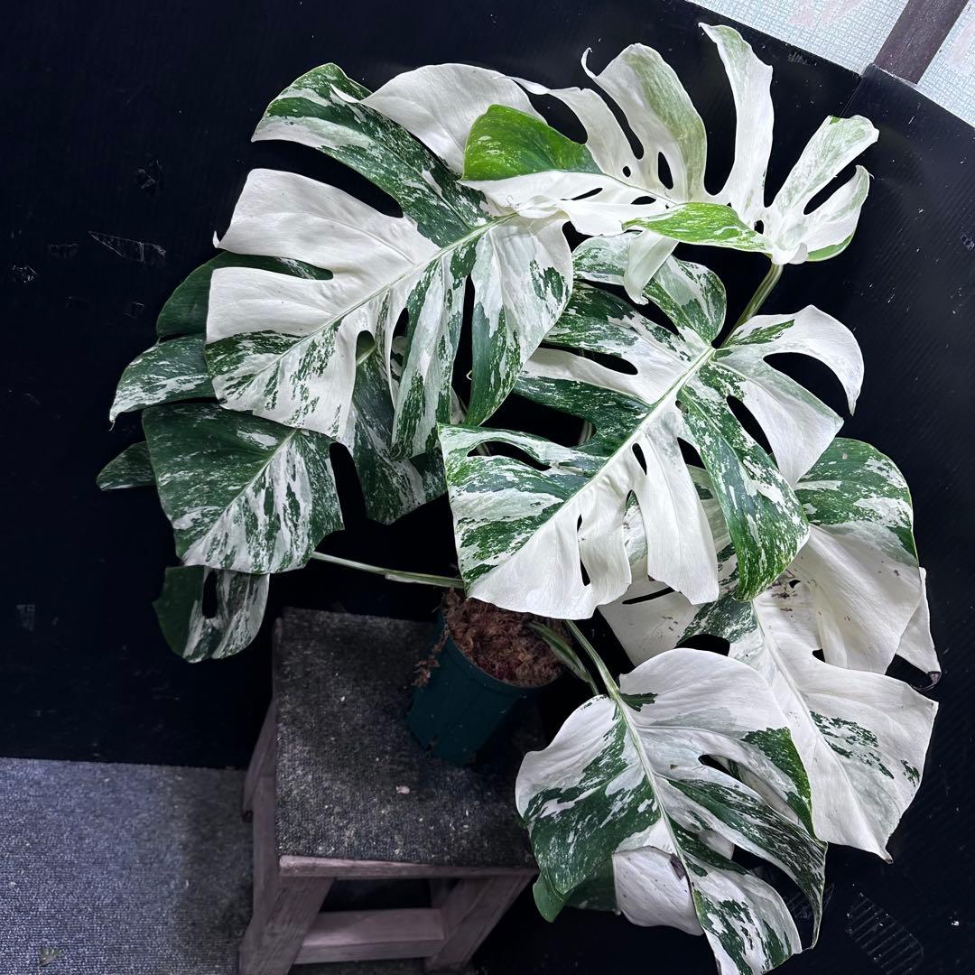 斑入りモンステラ ホワイトタイガー極美大株61cm白斑多 - メルカリ