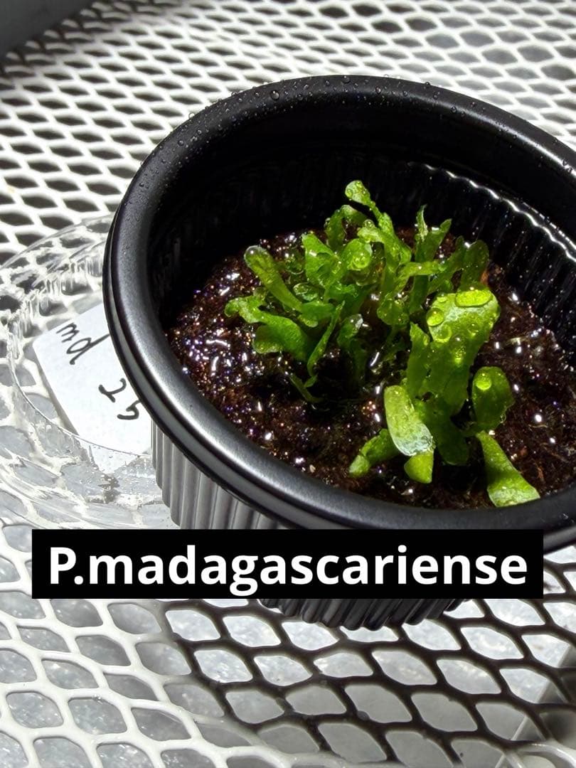 P.madagascariense 前葉体 胞子体 ビカクシダ 25 - メルカリ