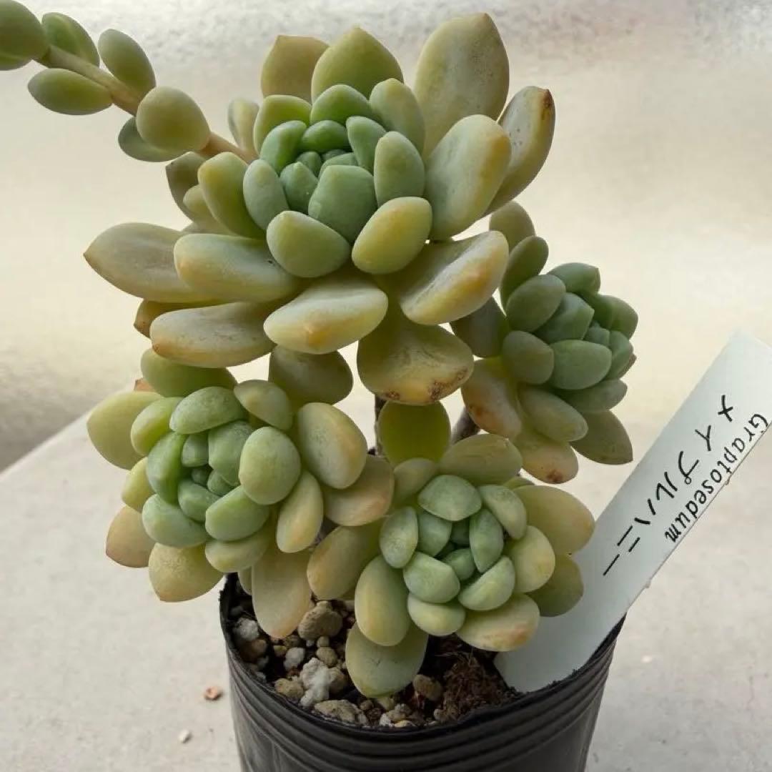 多肉植物 メープルハニー bonobono ぼのぼのさん - メルカリ