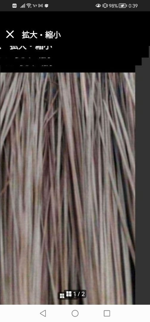 農薬不使用‼️天然 大王松/長ーい松葉/3本松葉 ネコポス箱1杯