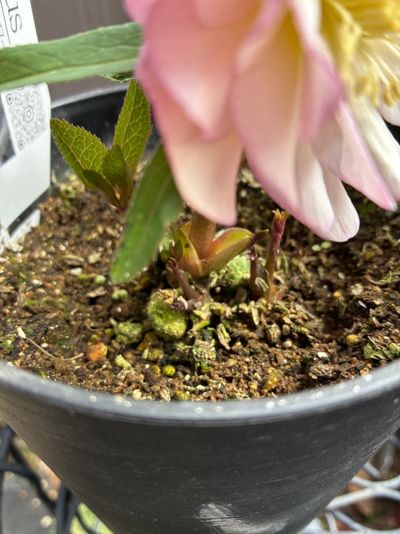 ♡広瀬園芸♡ ピンクホワイトオーレア透明感 - メルカリ