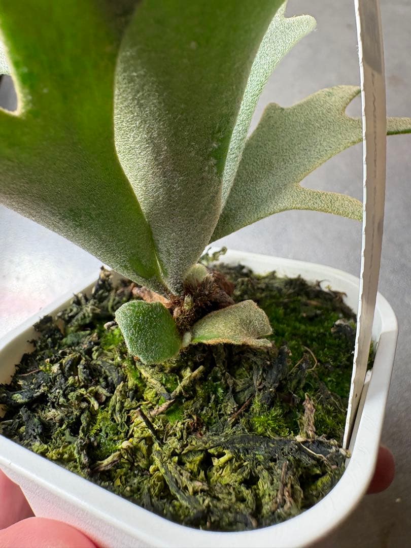 P. Willincki cv.Sweet moon sporeling - メルカリ