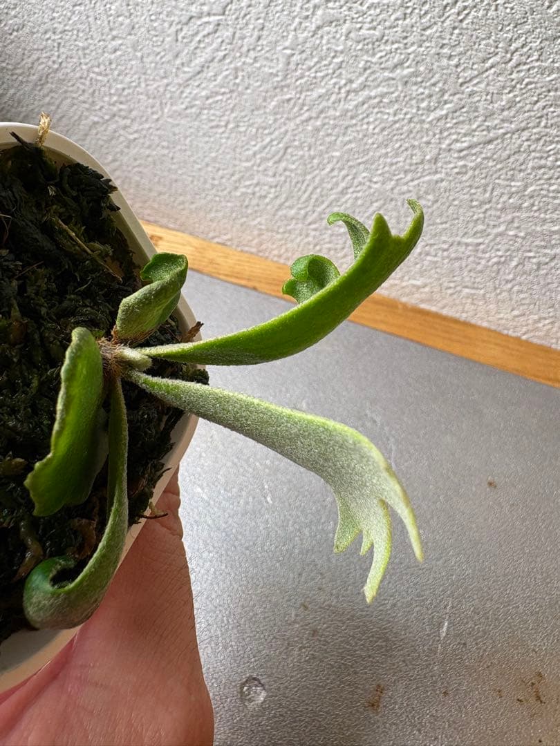 P. Willincki cv.Sweet moon sporeling - メルカリ