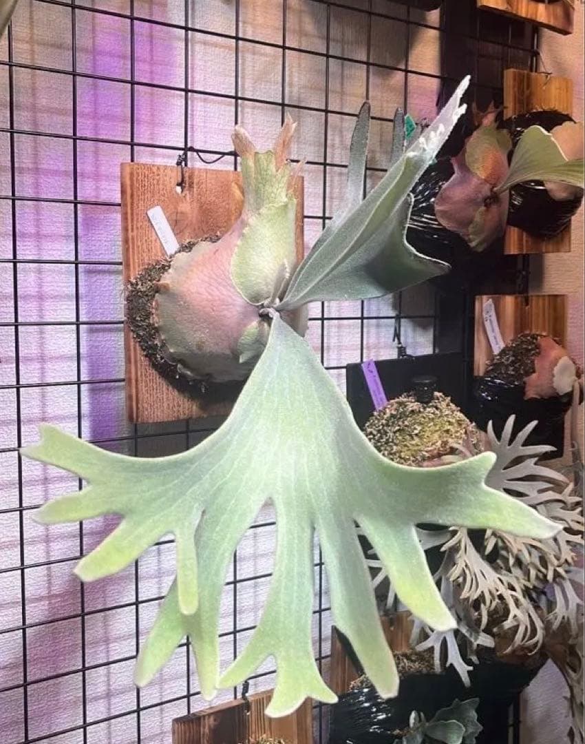 Celso Tatsuta OC 中株 セルソタツタ ビカクシダ - メルカリ