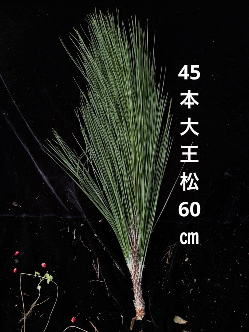 大王松　60㎝　45 大王松　60㎝　45