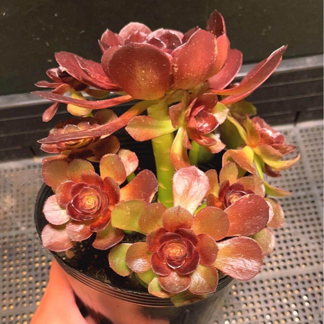 28#多肉植物アエオニウム錦❤️ ハロウィンイ黒魔 ❤️10頭20cm拔き苗