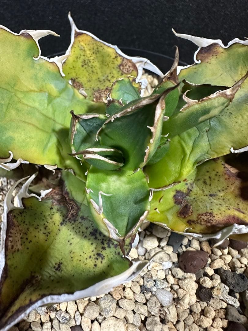 【唯一無二　国内オテロイ実生　超肉厚広バンド　胴切り天芽の出品】チタノタ アガベ