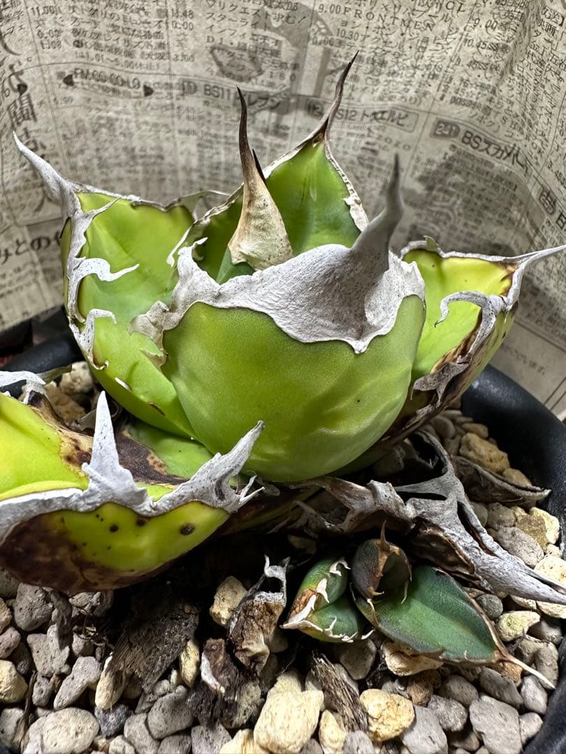 【唯一無二　国内オテロイ実生　超肉厚広バンド　胴切り天芽の出品】チタノタ アガベ
