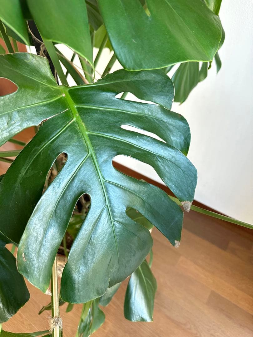【近隣運送可】巨大モンステラ 3株 165cm