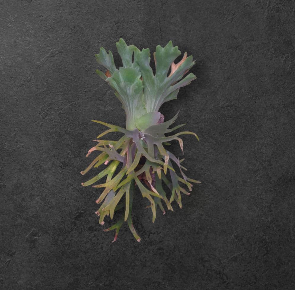 ラスト1株】P.YAL spore pup/ビカクシダ - メルカリ