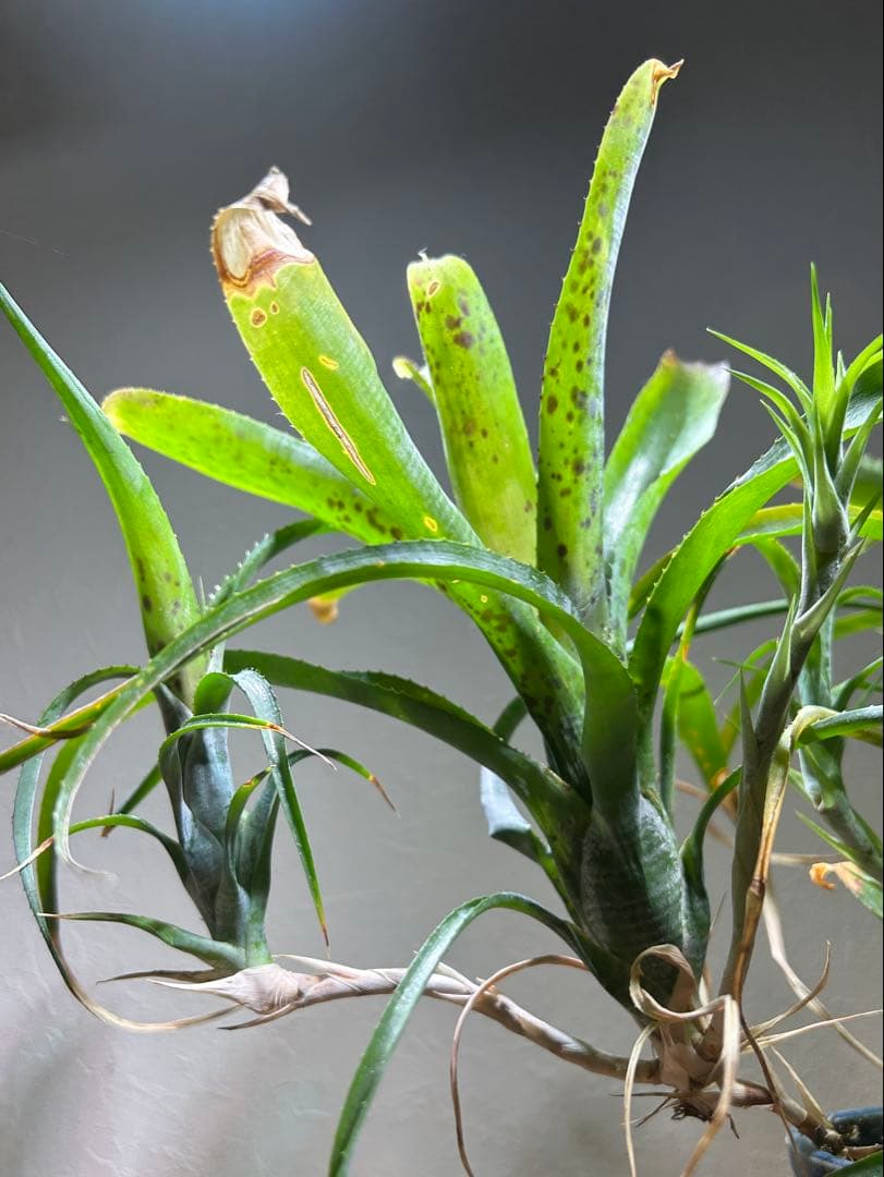 特大群生 ネオレゲリア hyb 陶器鉢のまま発送 ブロメリア